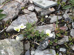 Image of arctic poppy