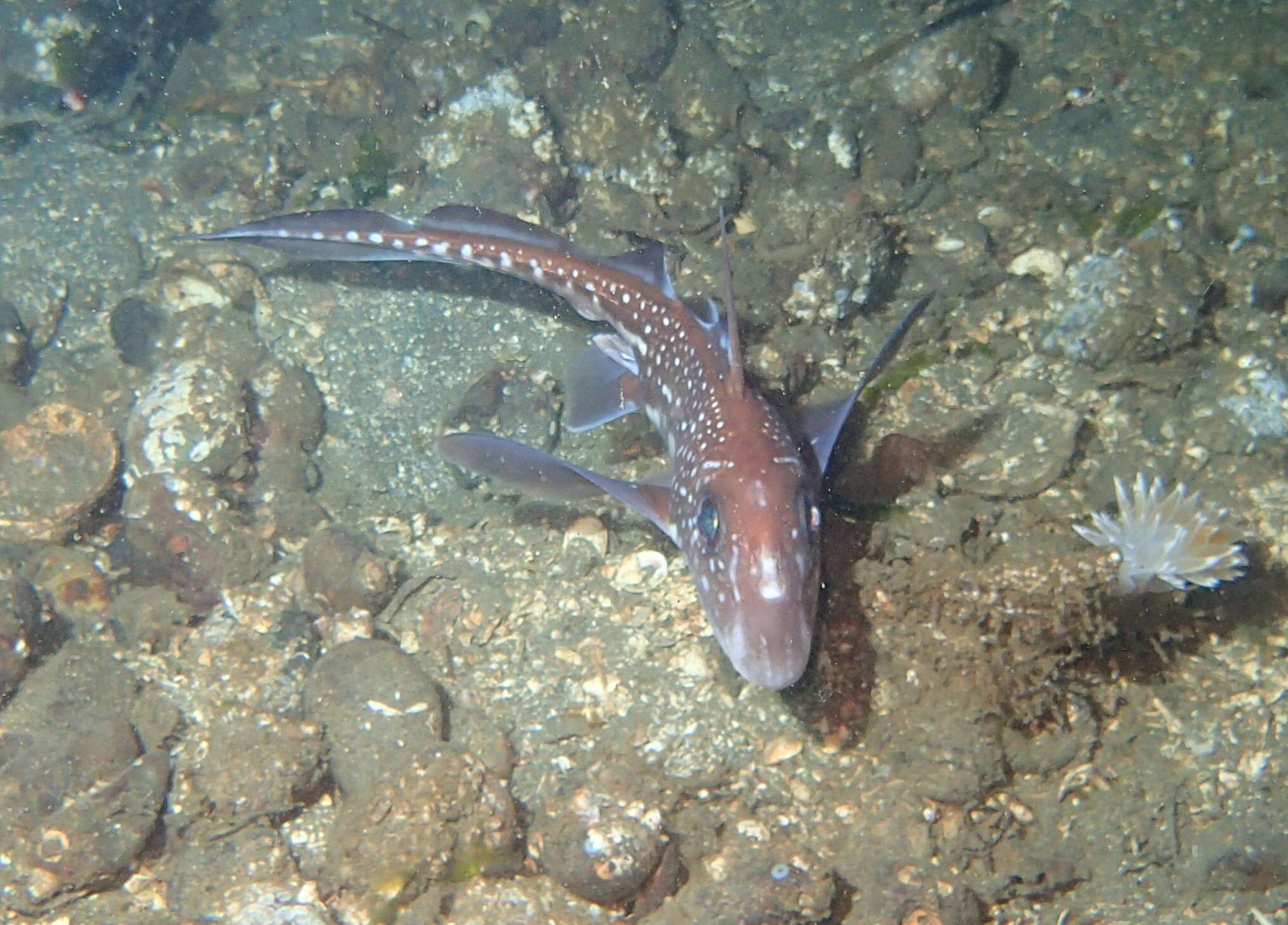 Image of Spotted Ratfish