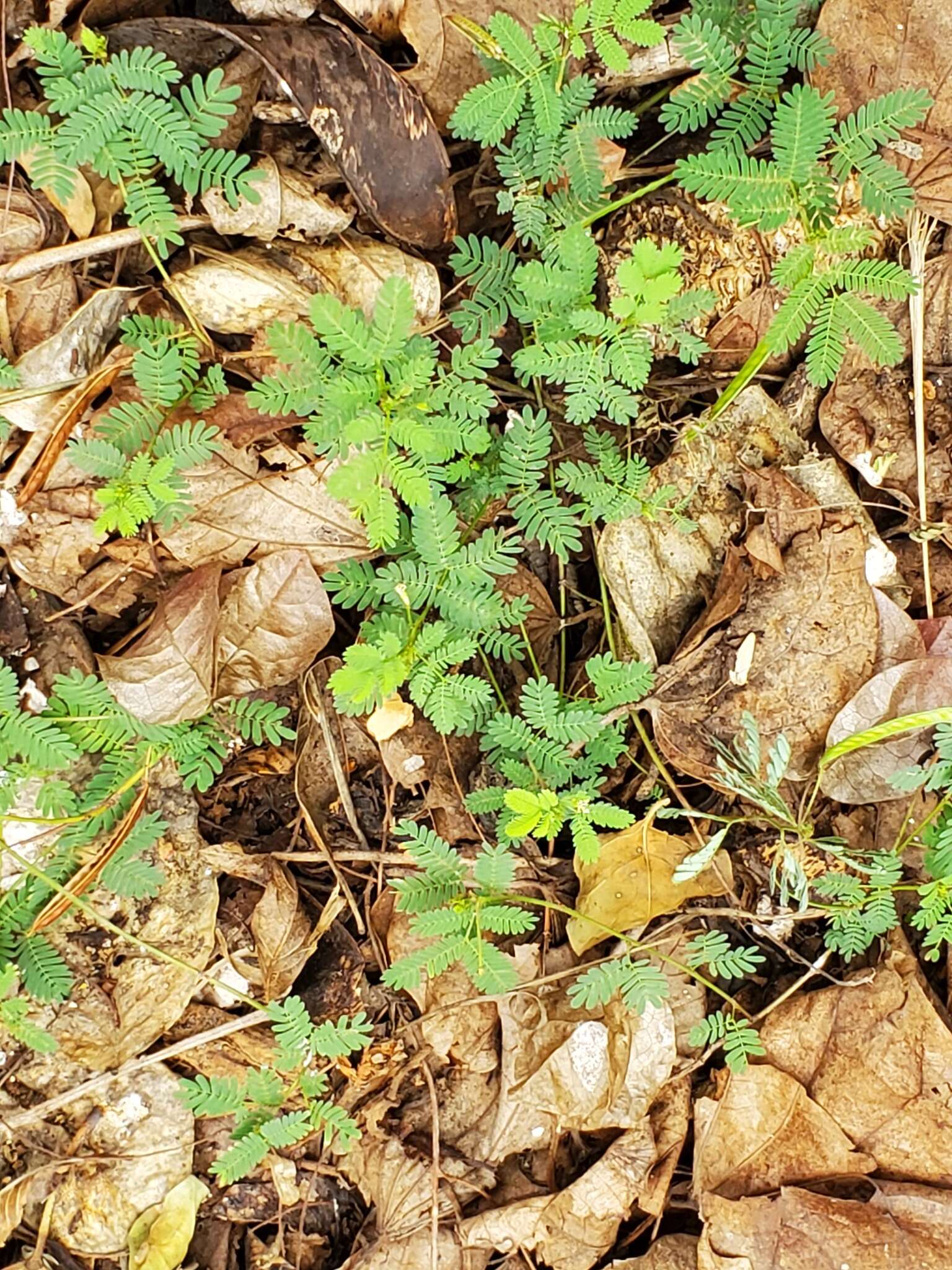 Mimosa quadrivalvis var. latidens (Small) Barneby的圖片