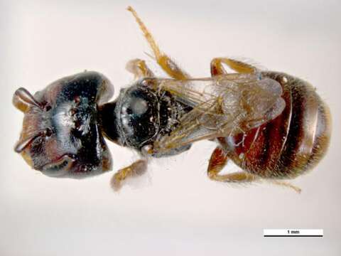 Plancia ëd Lasioglossum hemichalceum (Cockerell 1923)