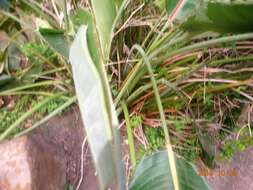 Image of Strelitzia reginae subsp. reginae