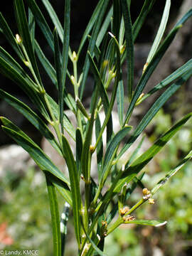 Image of Buxus itremoensis G. E. Schatz & Lowry