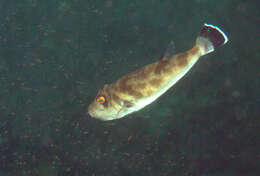 Image of Naked puffer