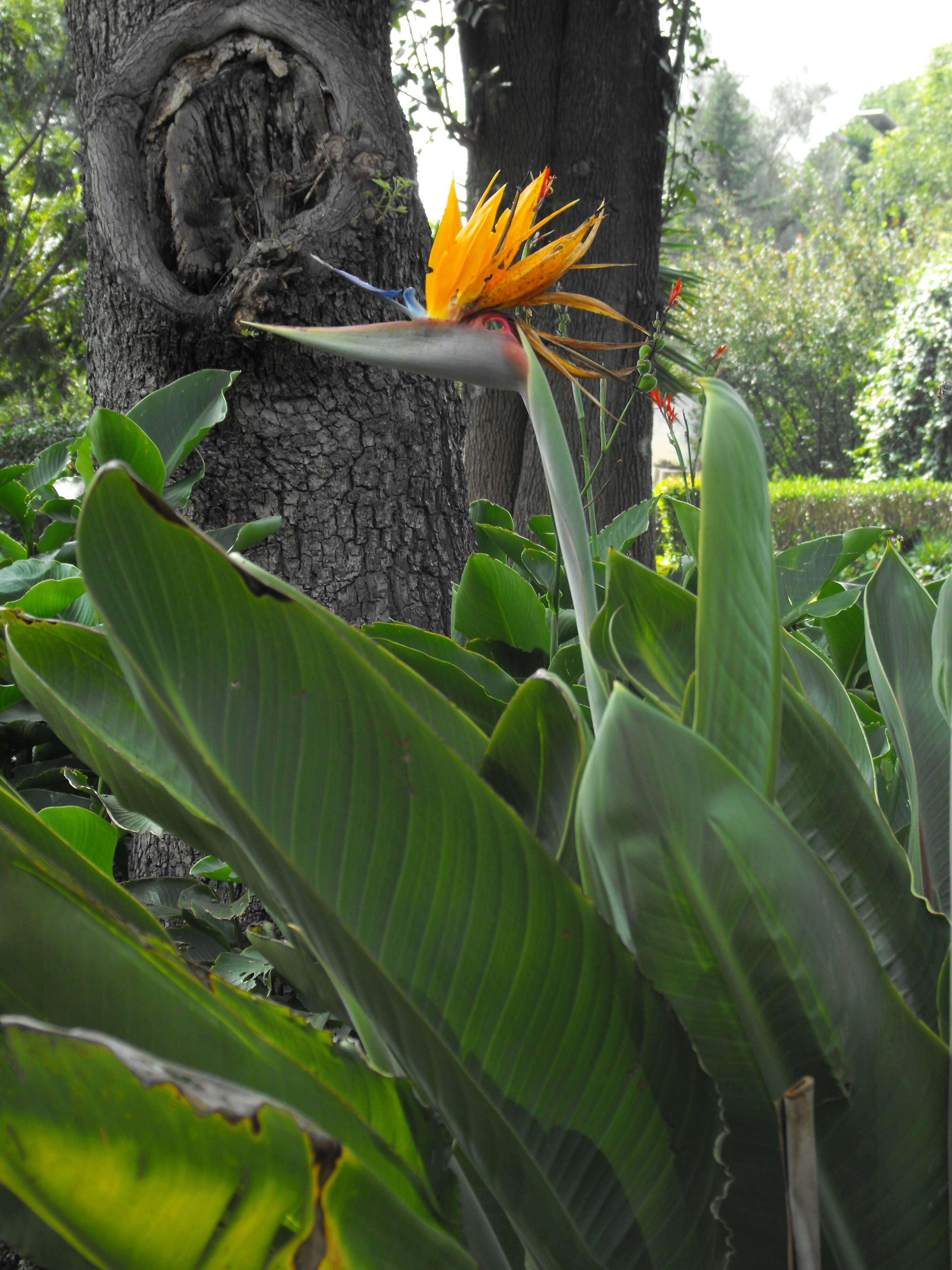 Image of Bird of paradise plant