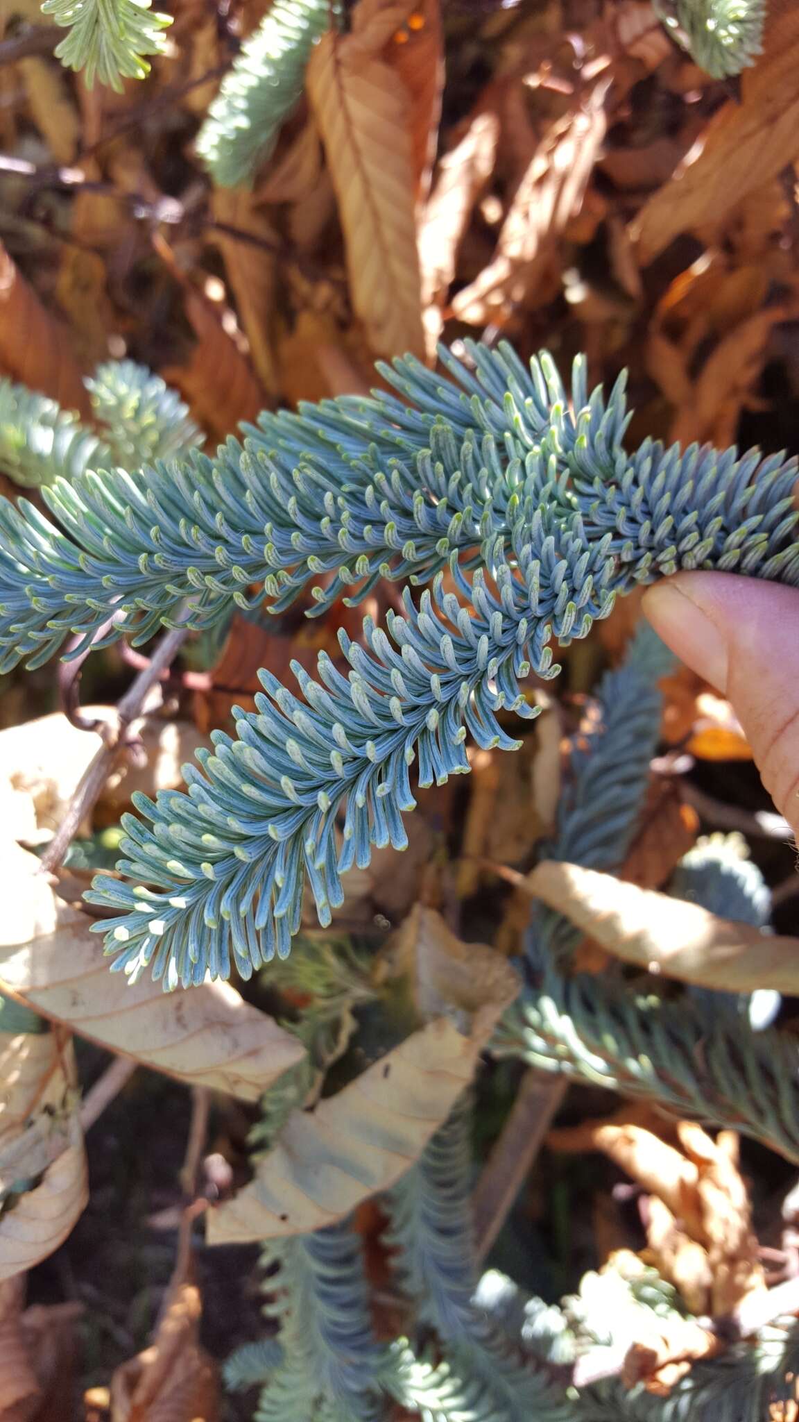 Image of noble fir