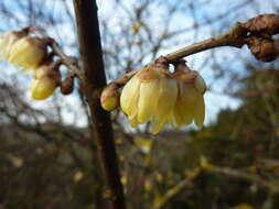 Image de Chimonanthus praecox (L.) Link