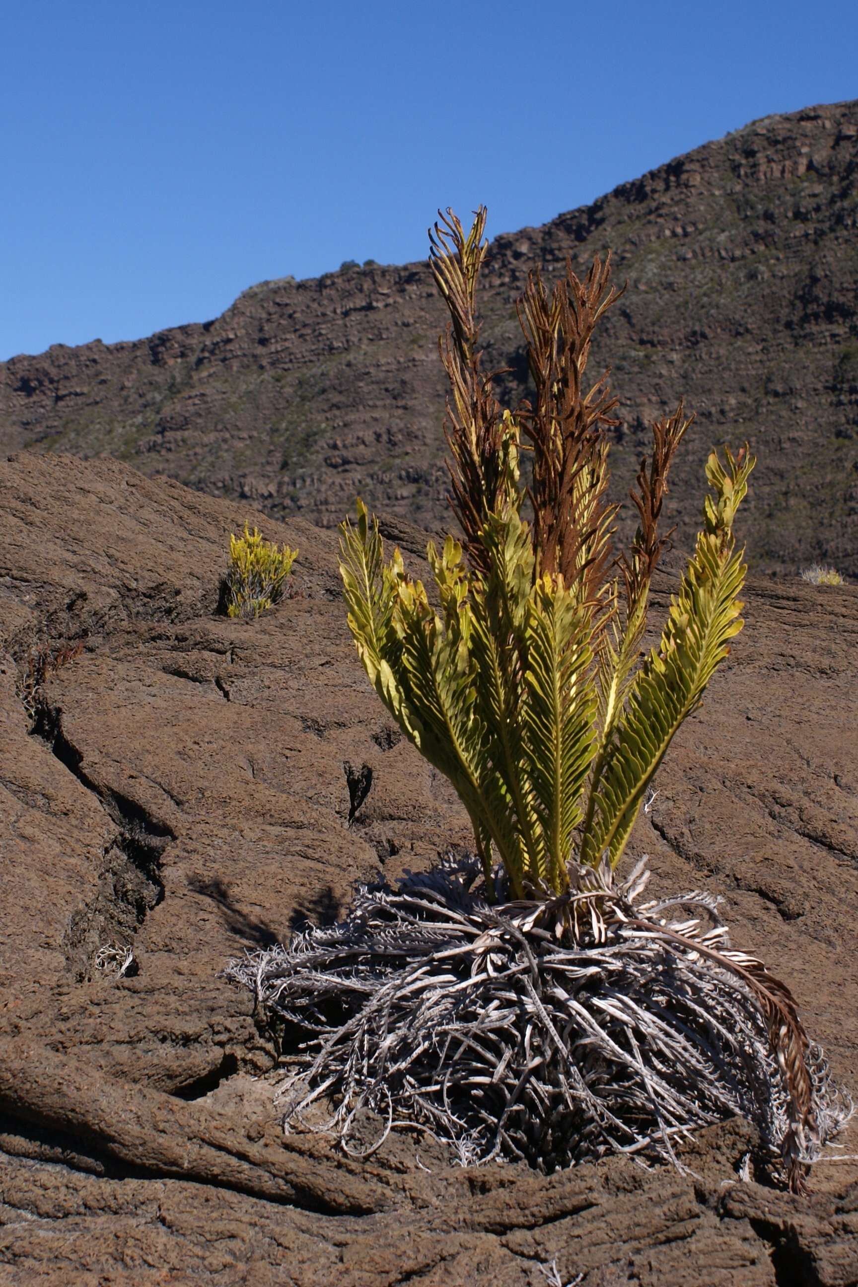 Imagem de Lomariocycas tabularis (Thunb.) Gasper & A. R. Sm.