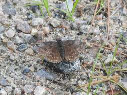 Imagem de Erynnis icelus Scudder & Burgess 1870