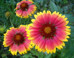 Image of Common perennial gaillardia