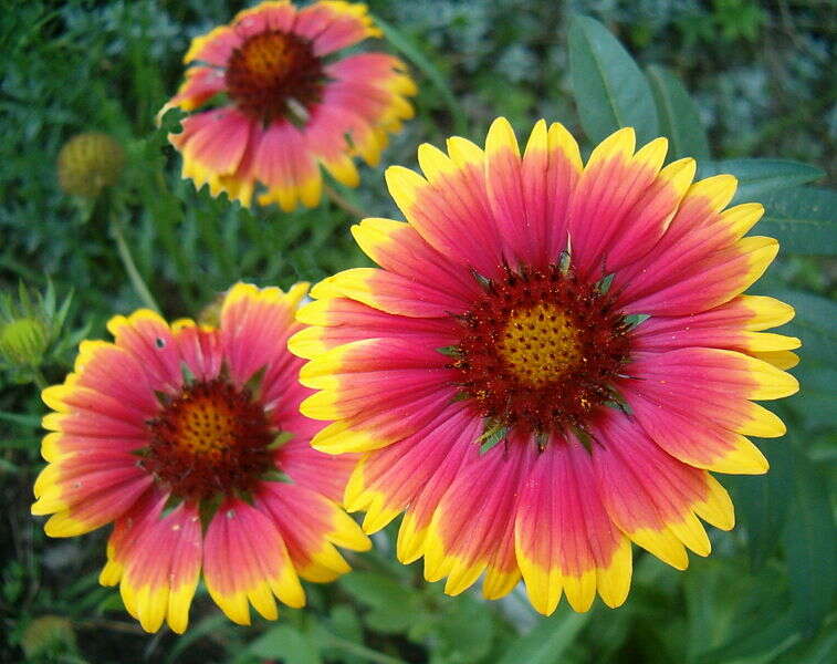 Image of Common perennial gaillardia