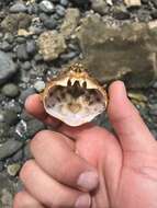 Image of coral clinging crab