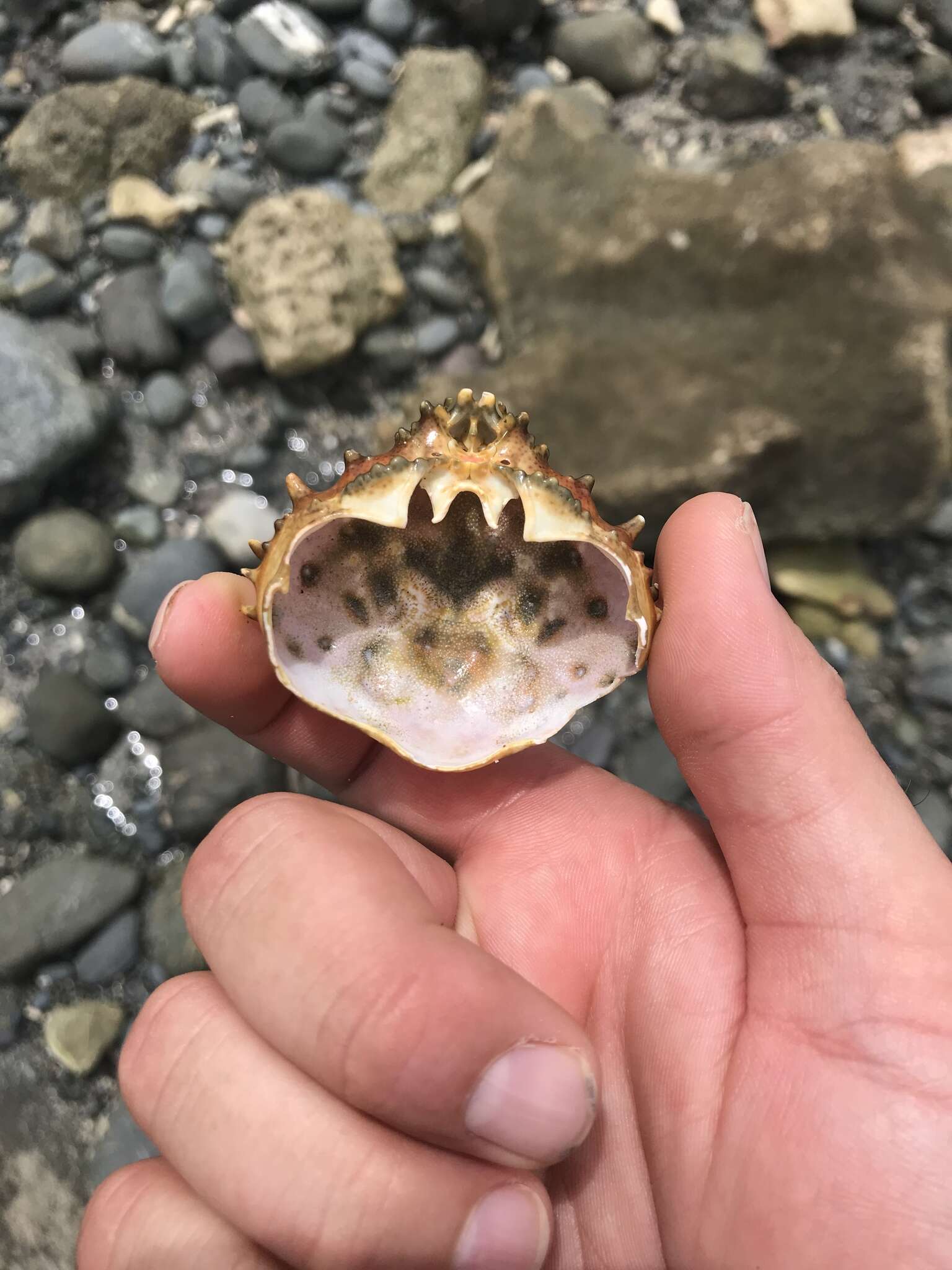 Image of coral clinging crab