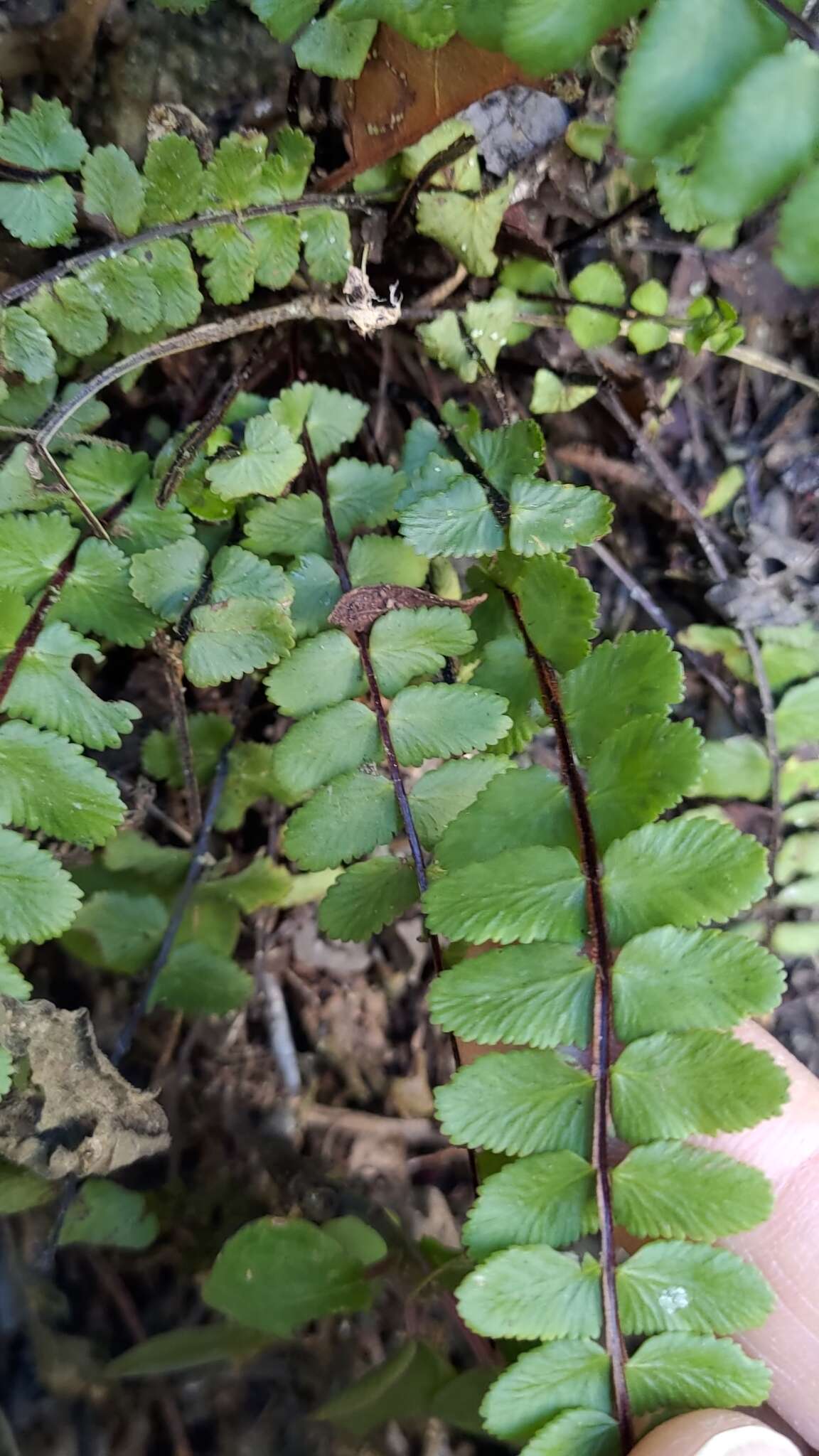 Слика од Asplenium tripteropus Nakai