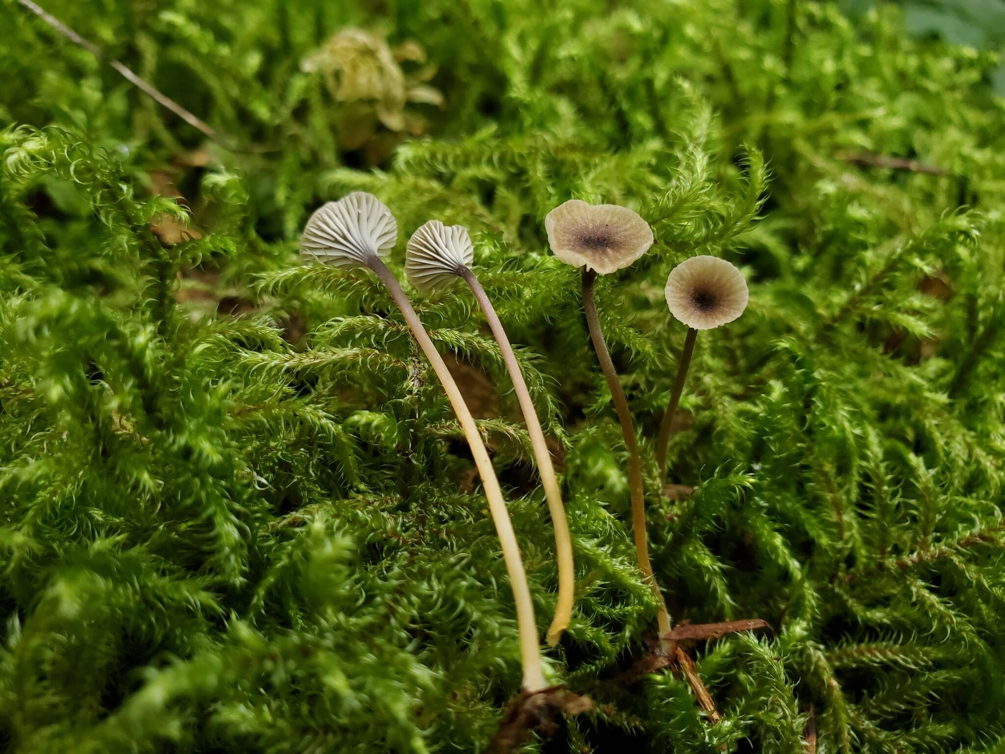 Image of Rickenella swartzii (Fr.) Kuyper 1984