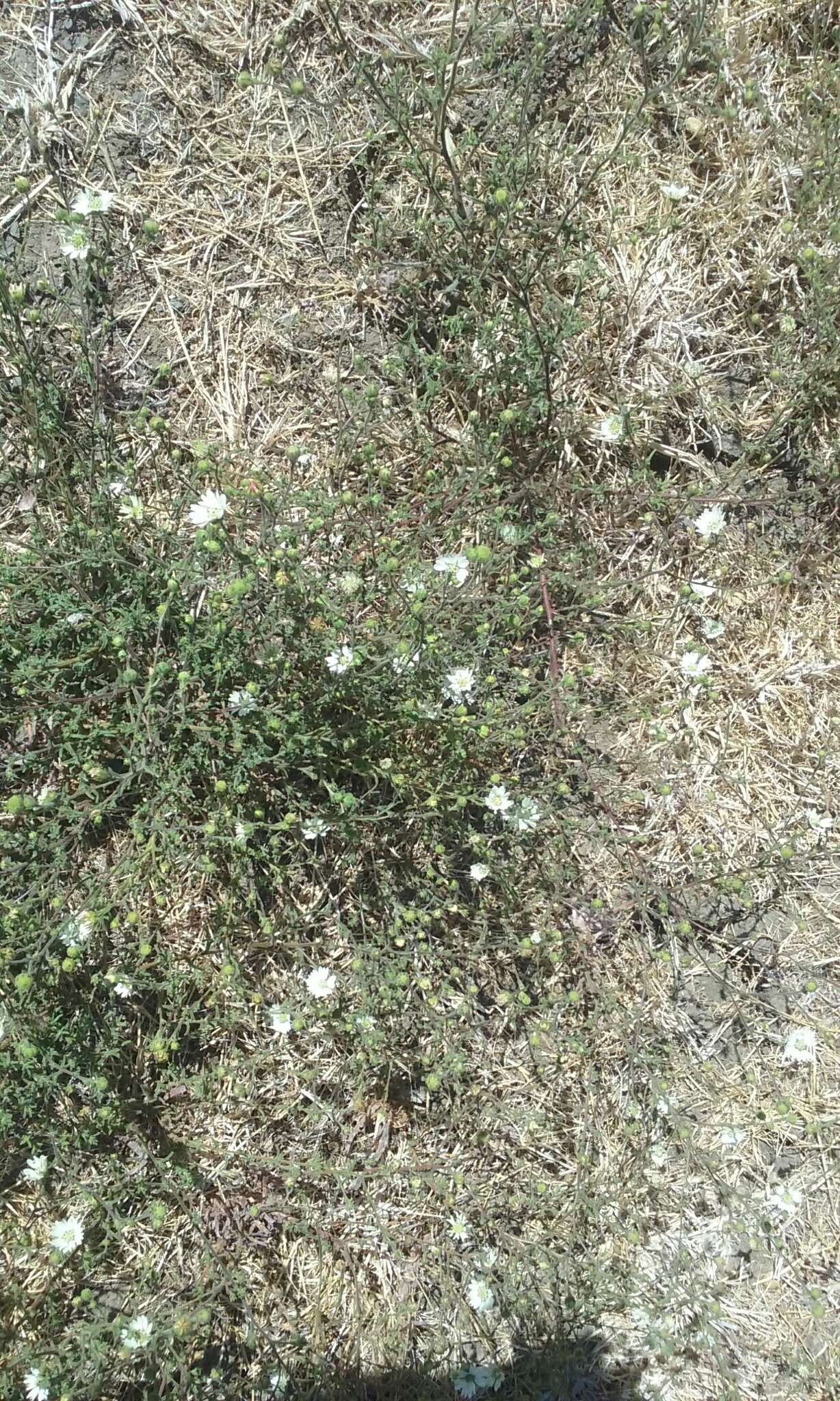 Image of hayfield tarweed