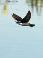 Image of Tachycineta Swallows