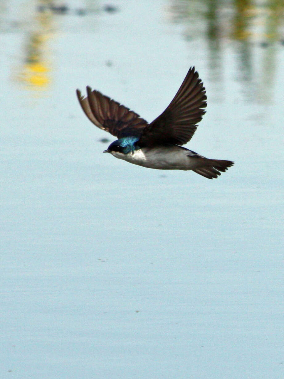 Image of Tachycineta Swallows