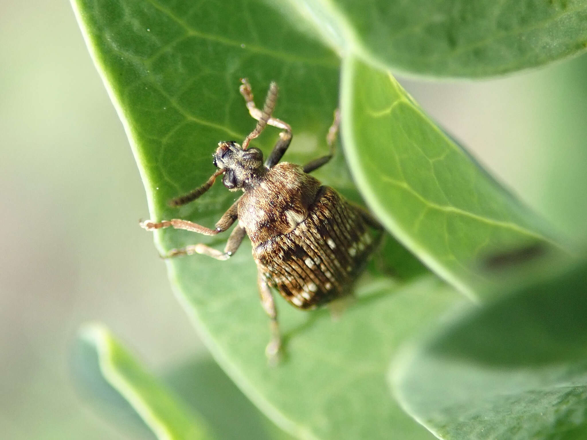 Image of Pea weevil