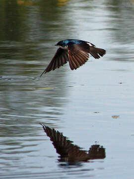 Image of Tachycineta Swallows