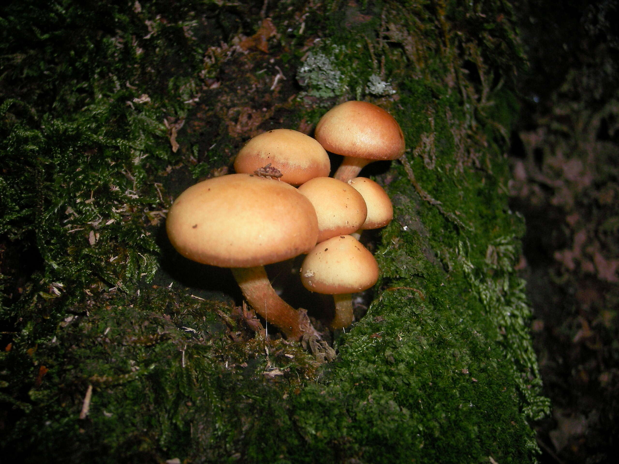 Imagem de Kuehneromyces mutabilis (Schaeff.) Singer & A. H. Sm. 1946