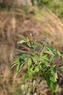 Heteromorpha arborescens var. abyssinica (Hochst. ex Rich.) H. Wolff的圖片