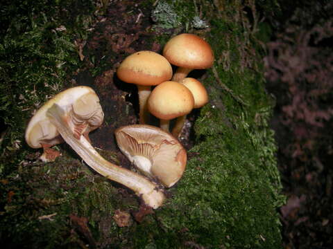 Kuehneromyces mutabilis (Schaeff.) Singer & A. H. Sm. 1946 resmi