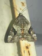 Image of Little Nymph Underwing