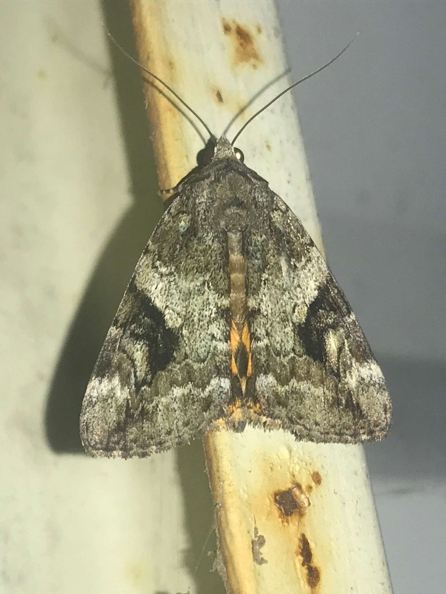 Image of Little Nymph Underwing