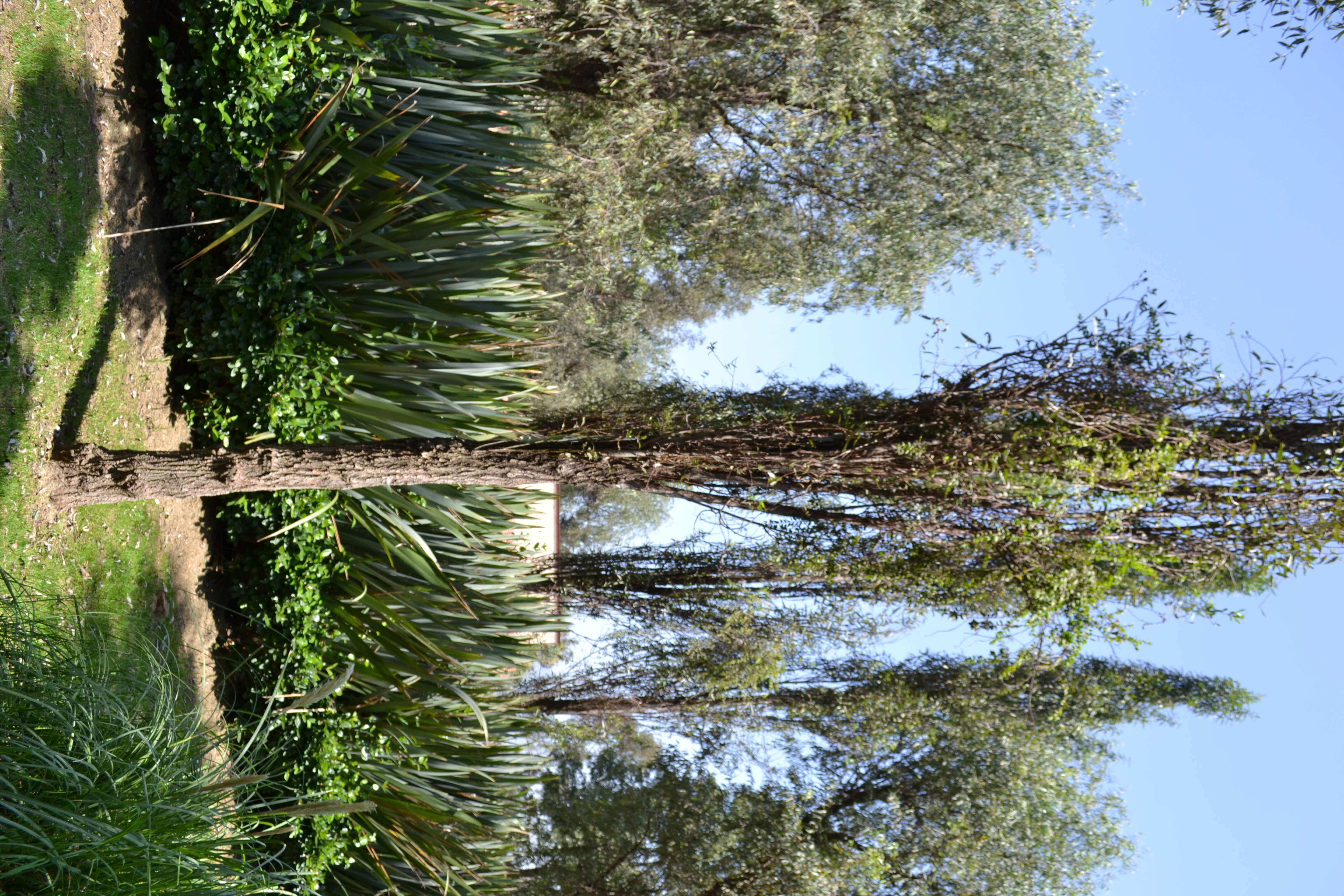 Image of Bonpland willow