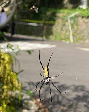 Imagem de Nephila vitiana (Walckenaer 1847)