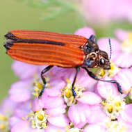 Image of Castiarina nasata (Saunders 1869)