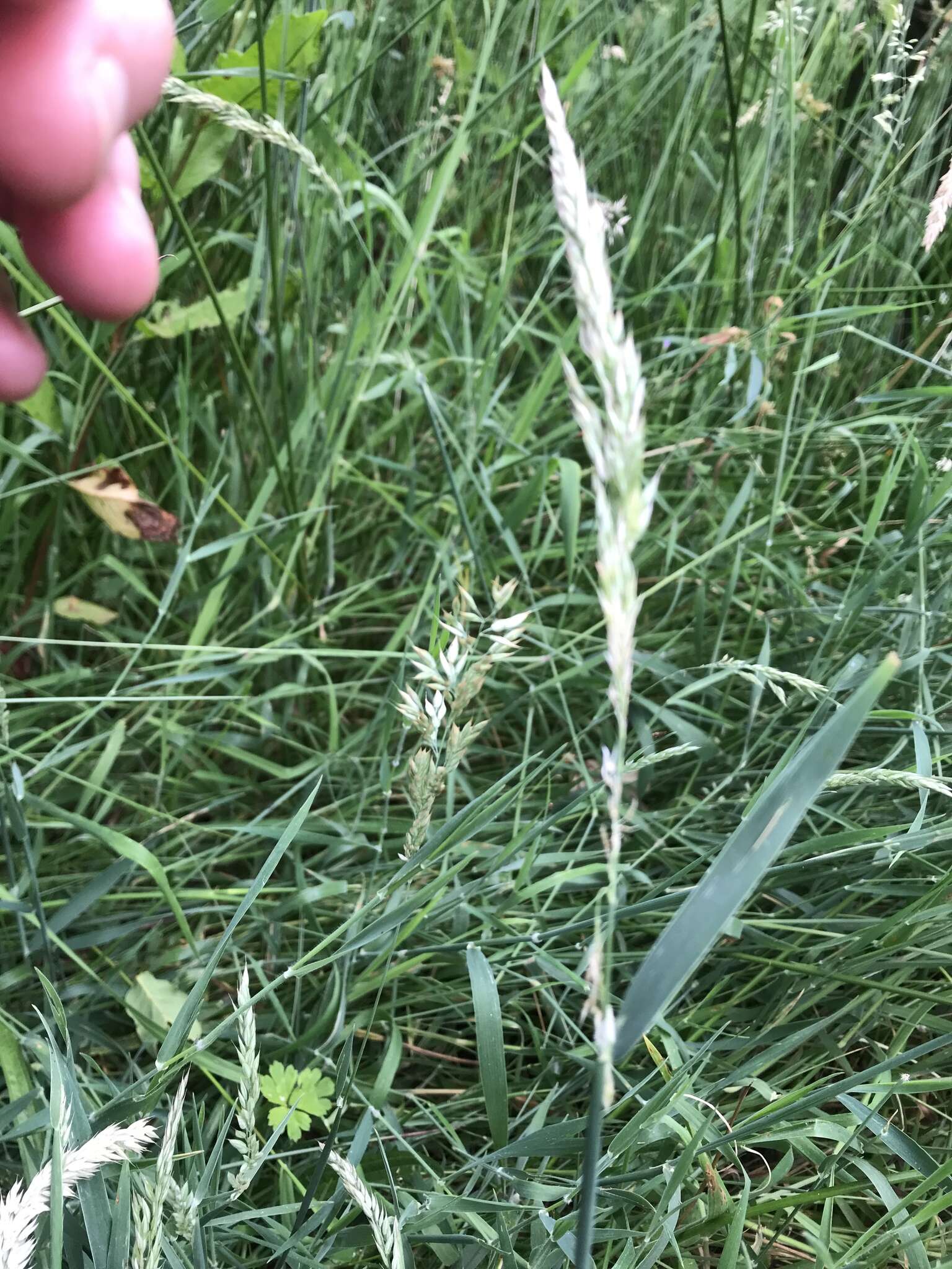 Image of Creeping Soft Grass