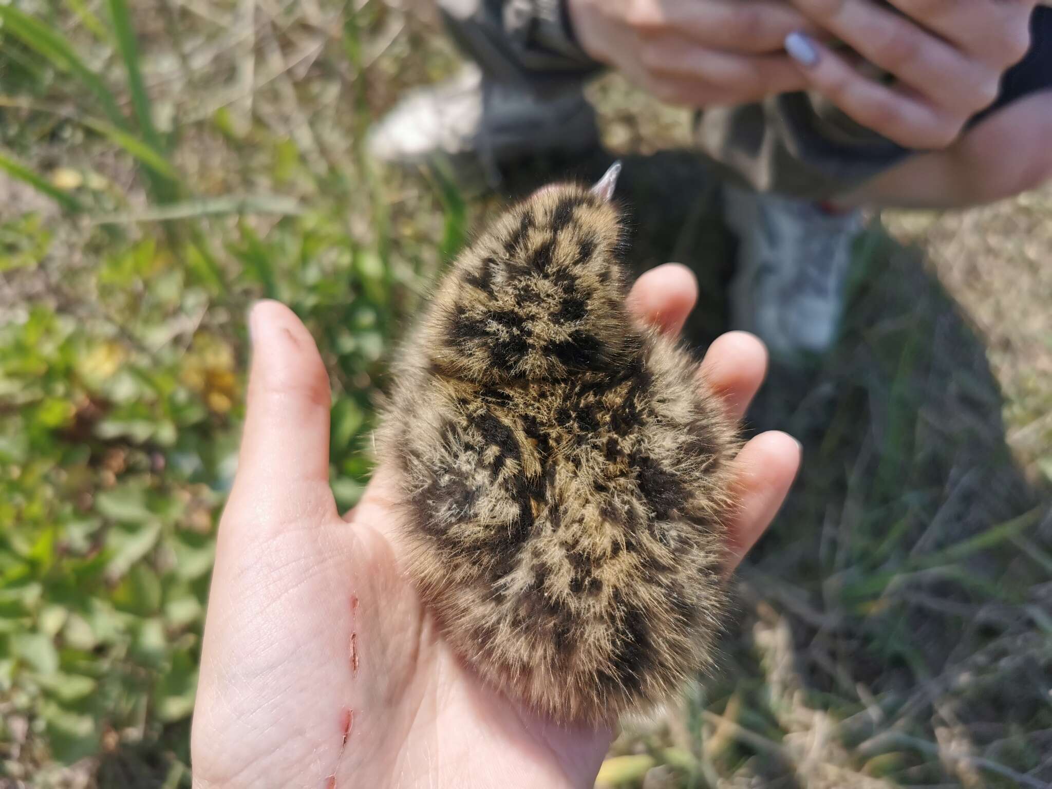 Sivun Sterna hirundo longipennis Nordmann 1835 kuva