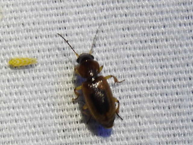 Image of LeConte's Seedcorn Beetle