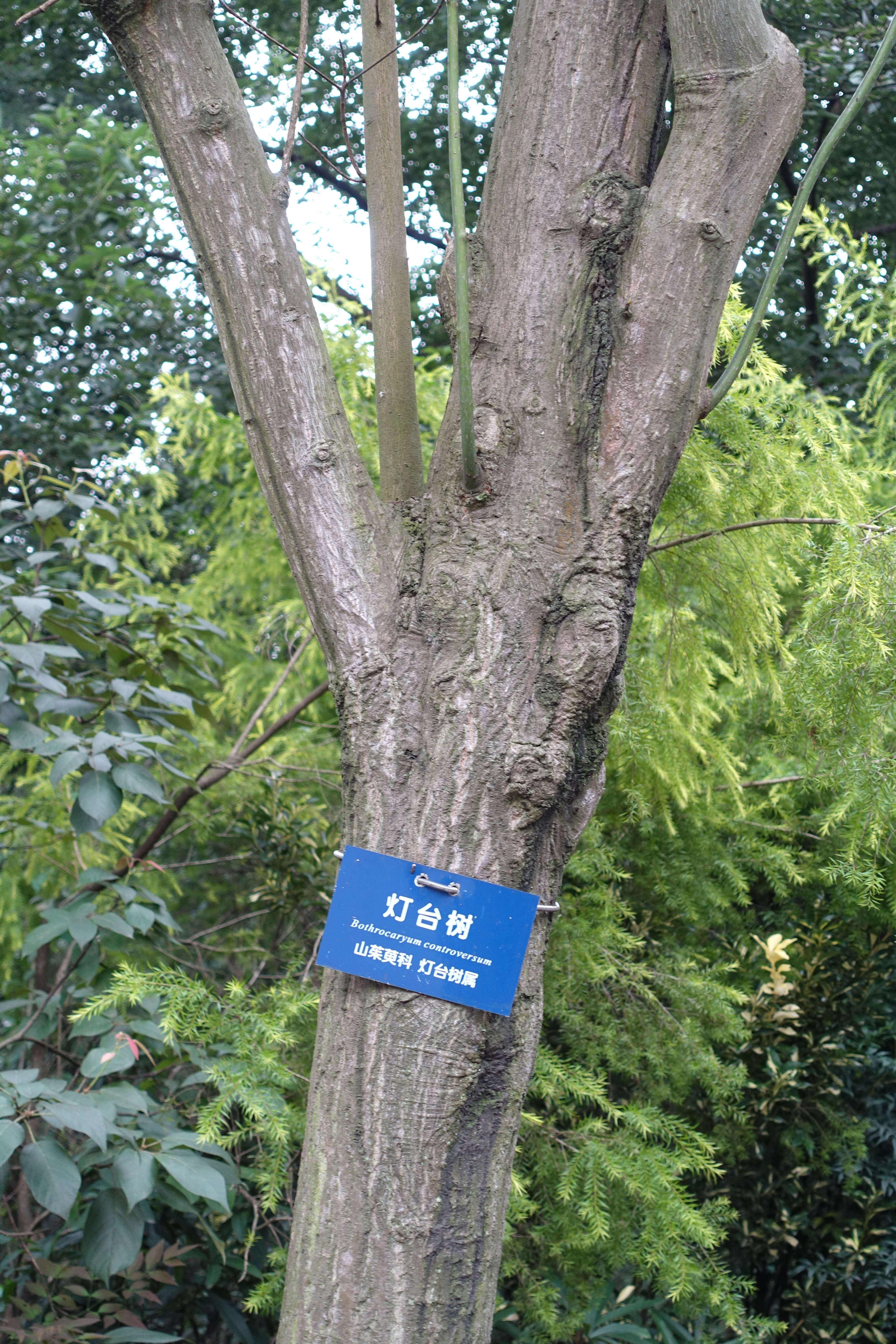 Image of giant dogwood