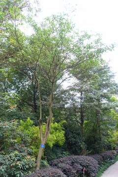 Image of giant dogwood