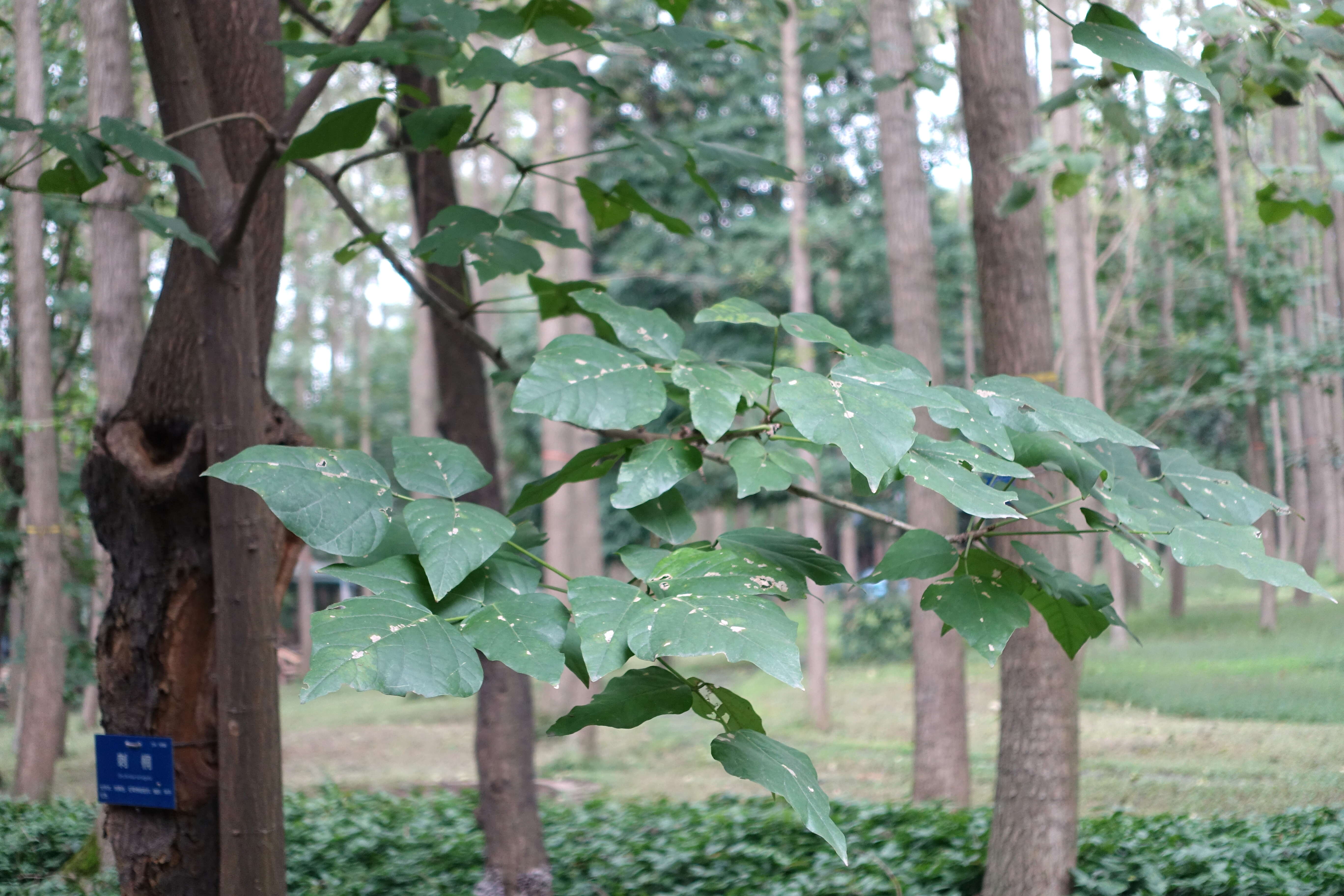 Image of tiger's claw