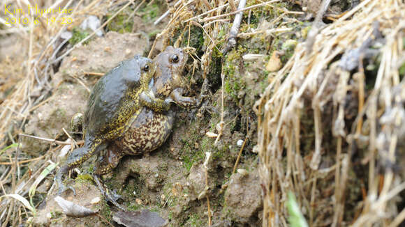 Image of Boreal Digging Frog