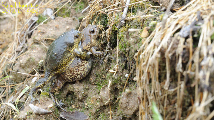 Image of Boreal Digging Frog