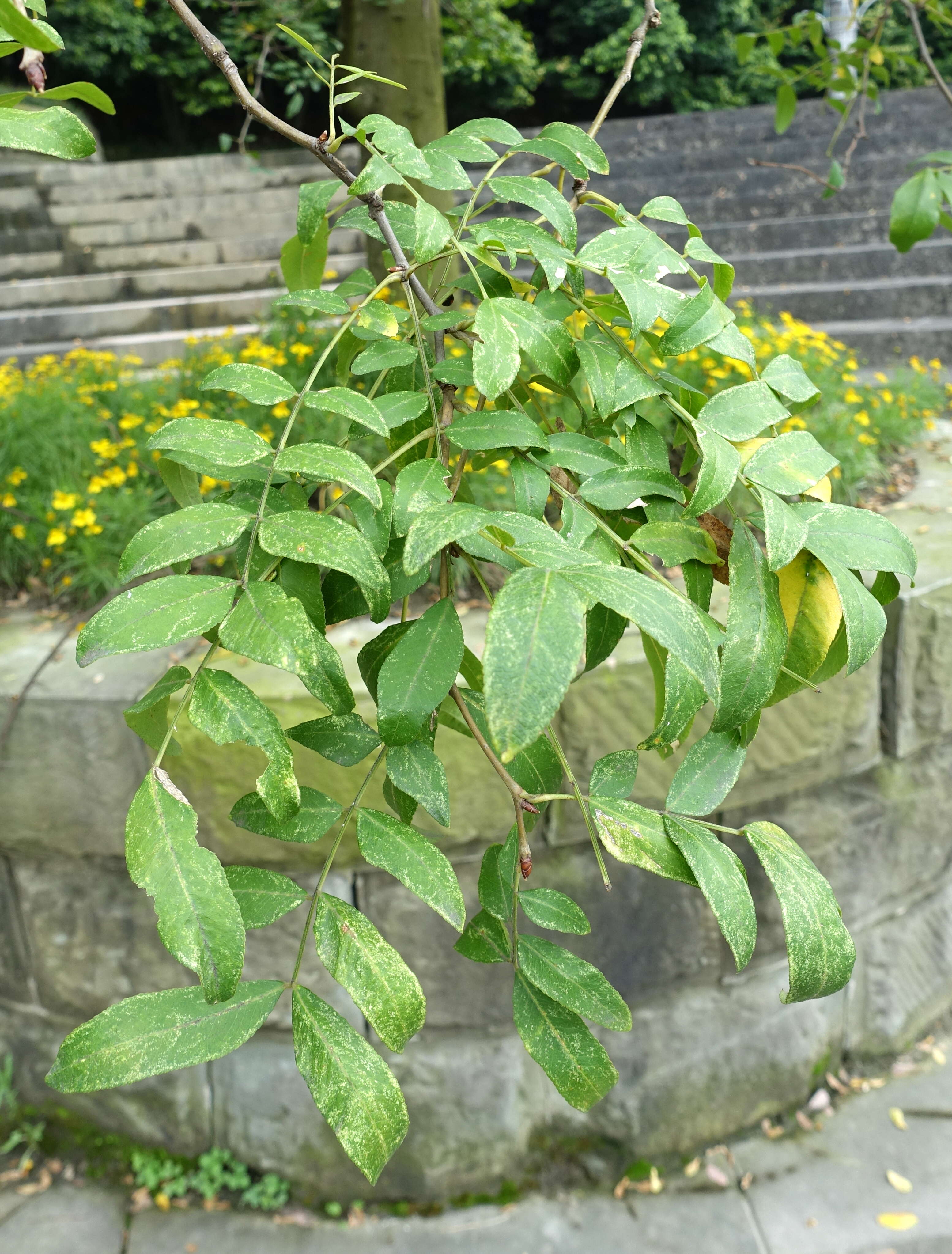 Слика од Gleditsia sinensis Lam.