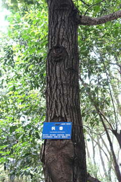 Image of Chinese Sweetgum