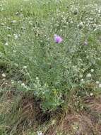 Cirsium engelmannii Rydb.的圖片