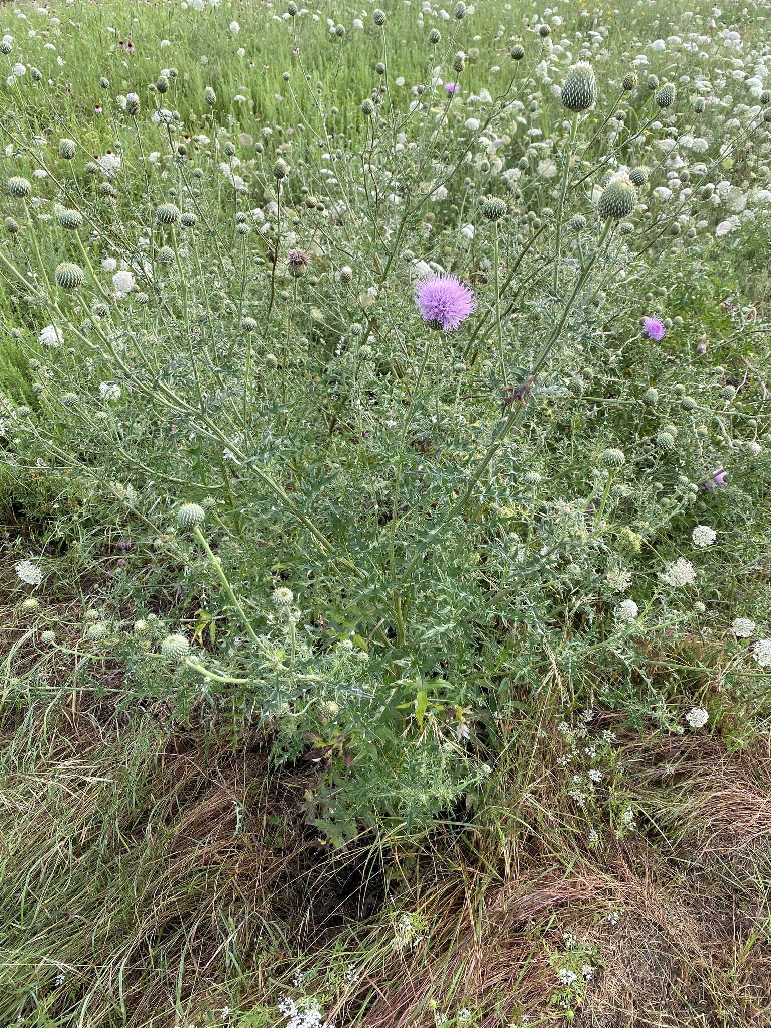 Cirsium engelmannii Rydb.的圖片