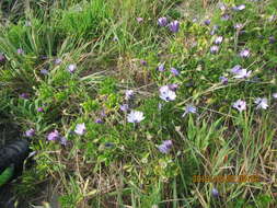 Image of shrubby daisybush