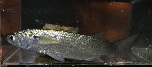 Image of Bluespot mullet