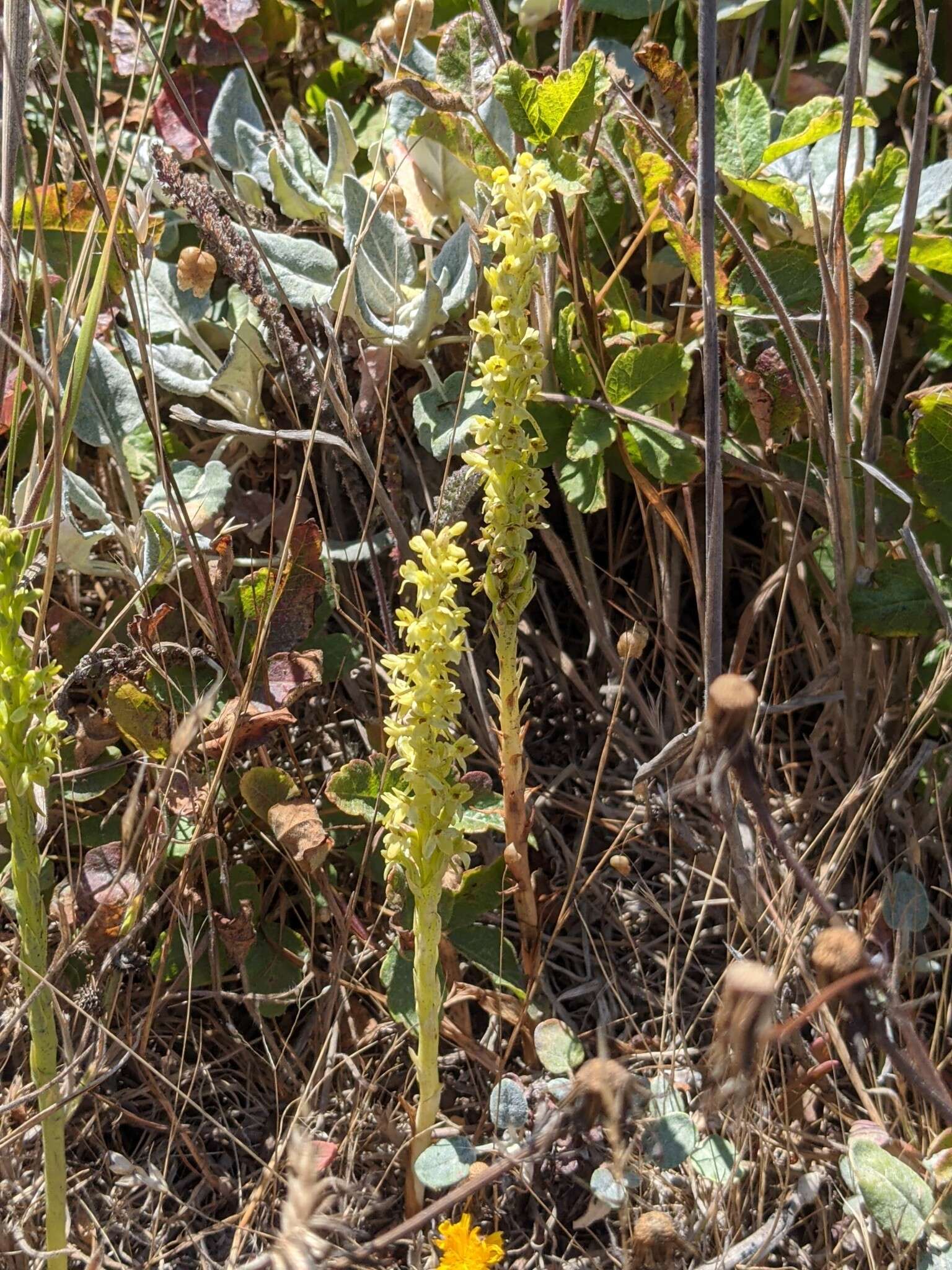 Image of Michael's rein orchid