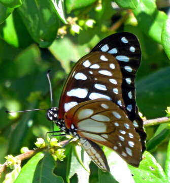 Image of common graphium