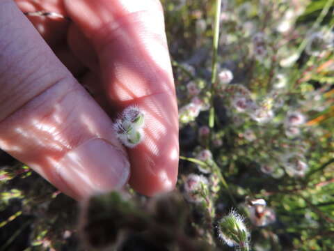 Image of Erica capitata L.