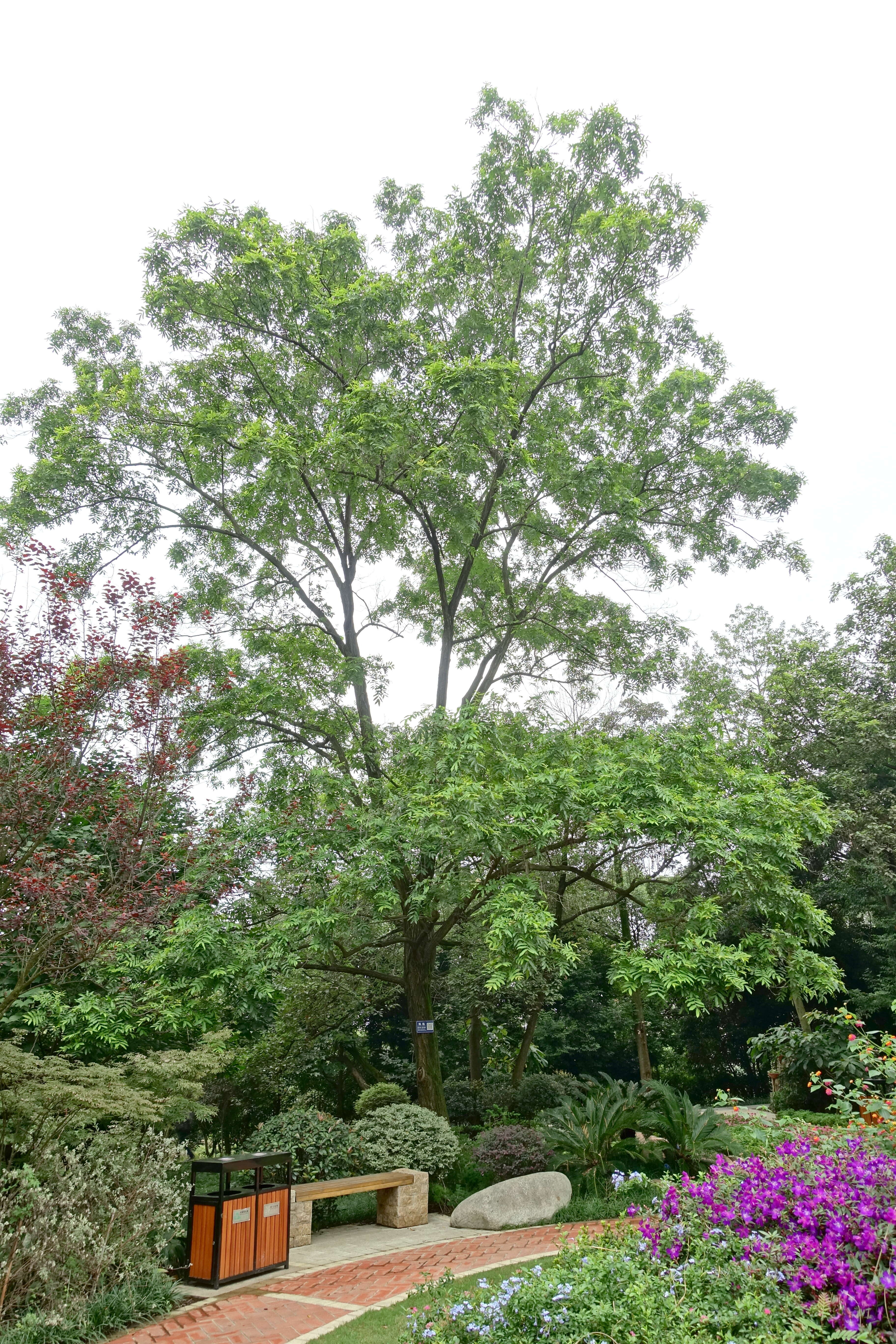 Слика од Pterocarya stenoptera C. DC.