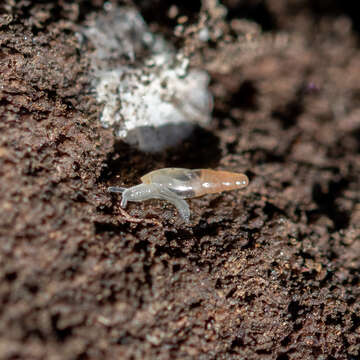 Image of Blind Snail